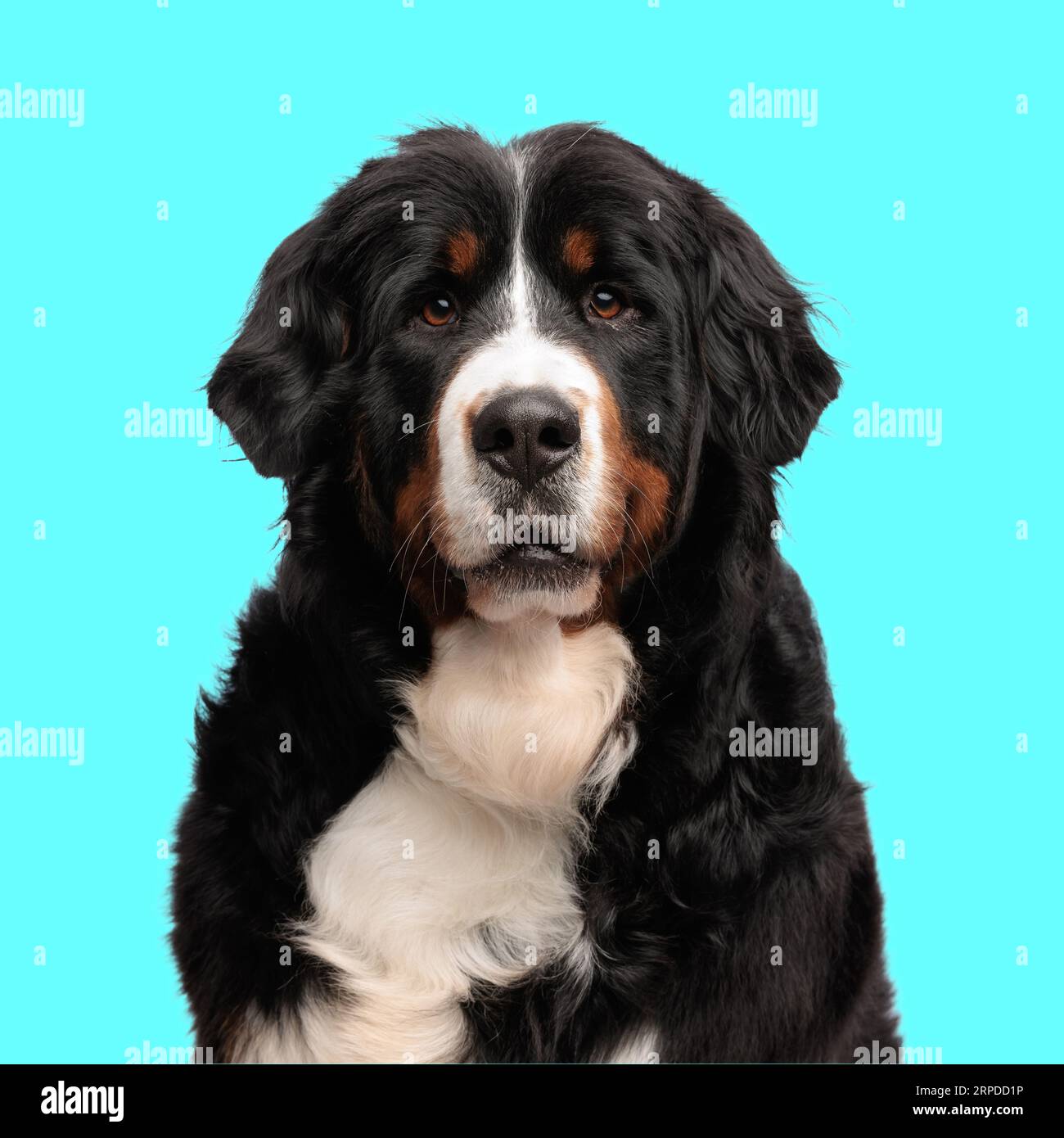 beau chiot berna berger assis et regardant vers l'avant devant le fond bleu Banque D'Images