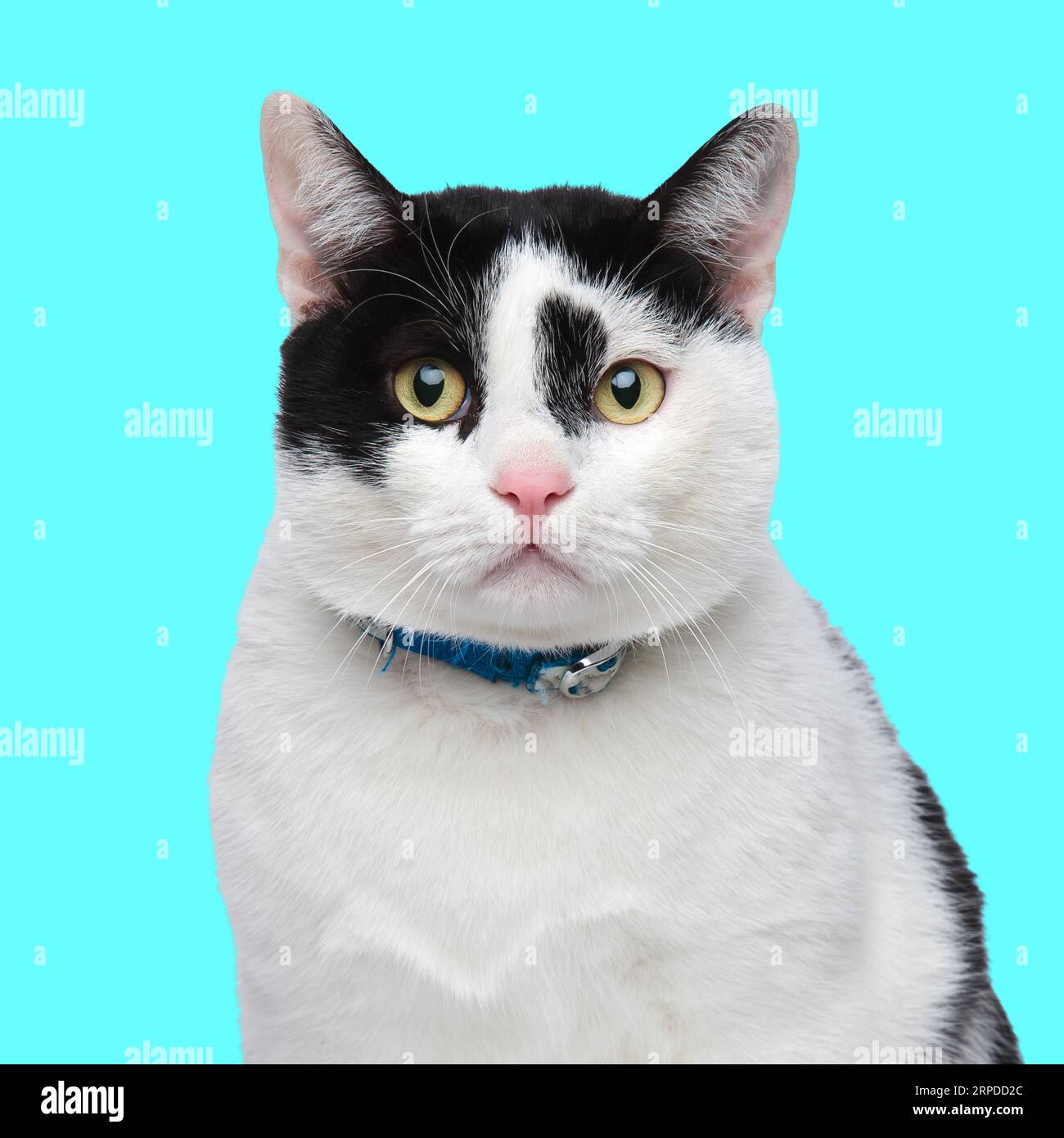 beau chat avec collier regardant vers l'avant et assis devant le fond bleu dans le studio Banque D'Images