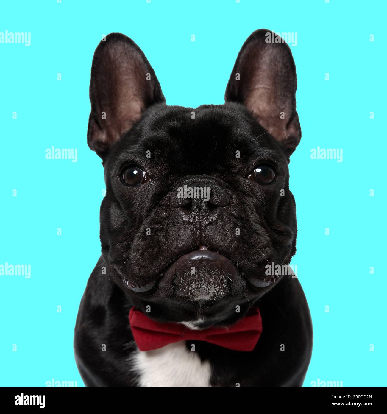 portrait de beau chien frenchie portant noeud papillon rouge et regardant vers l'avant tout assis devant le fond bleu Banque D'Images