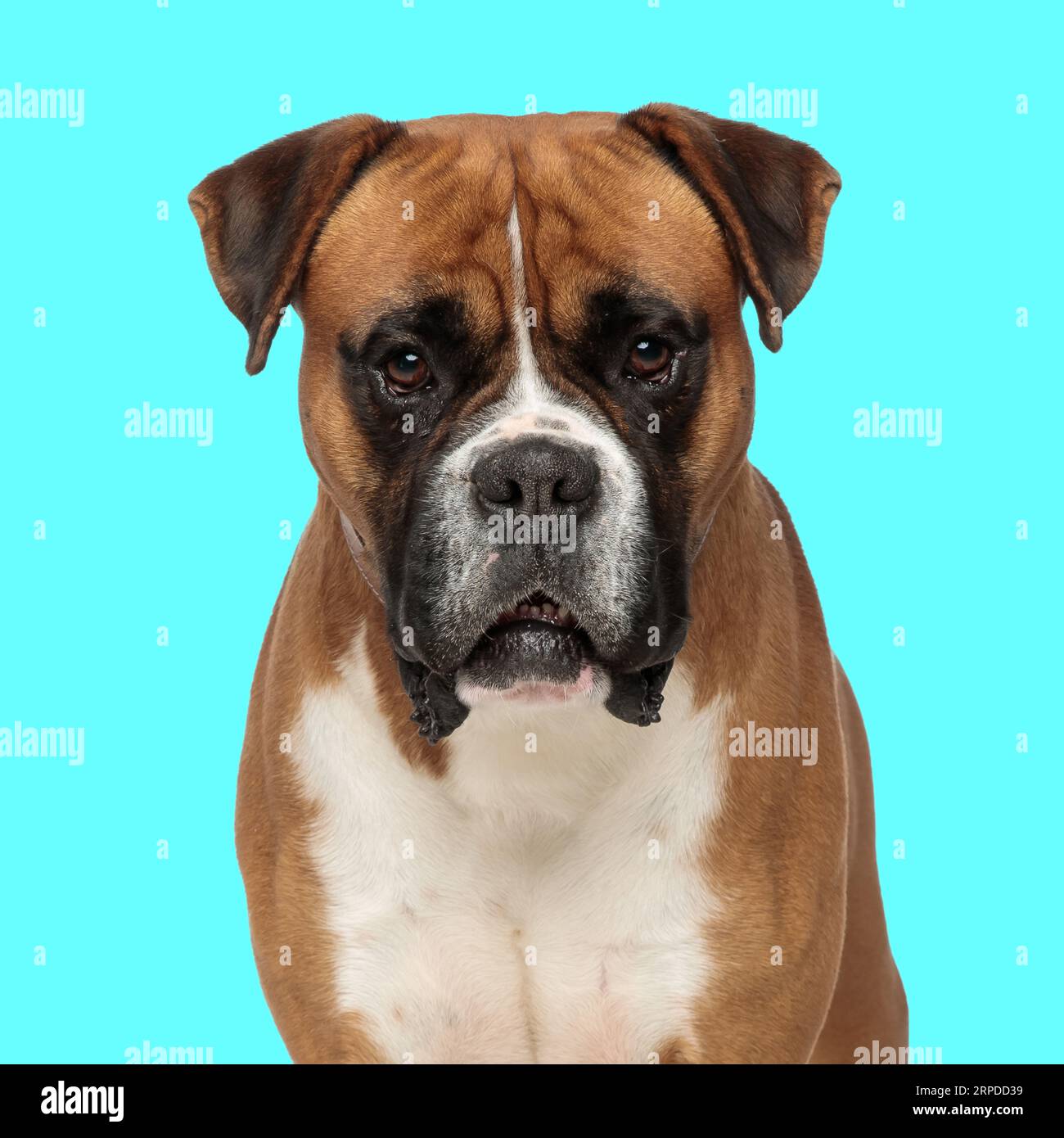 beau chien boxer regardant vers l'avant et assis sur fond bleu dans le studio Banque D'Images