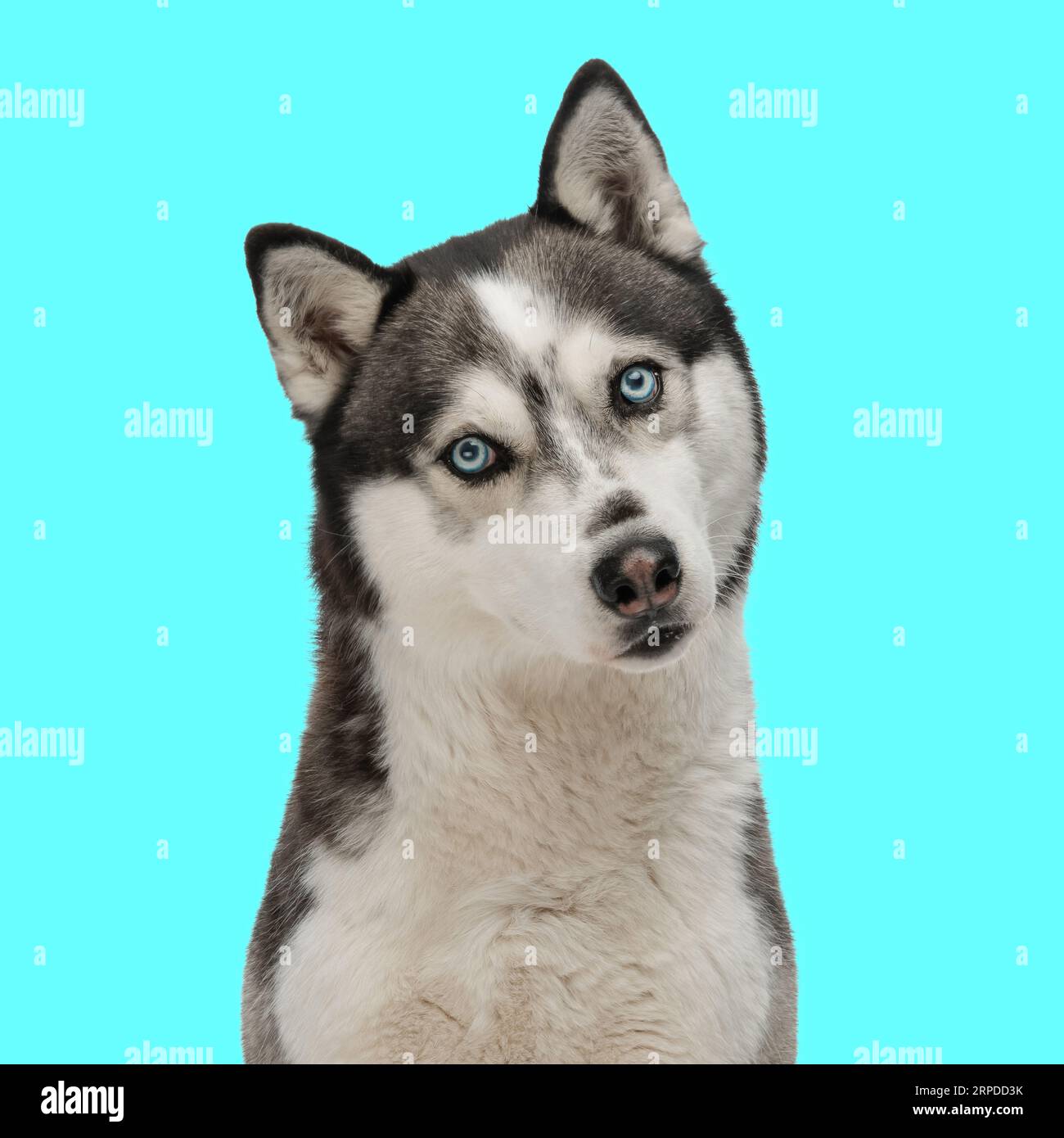 portrait d'adorable chien husky assis et regardant vers l'avant devant le fond bleu dans le studio Banque D'Images