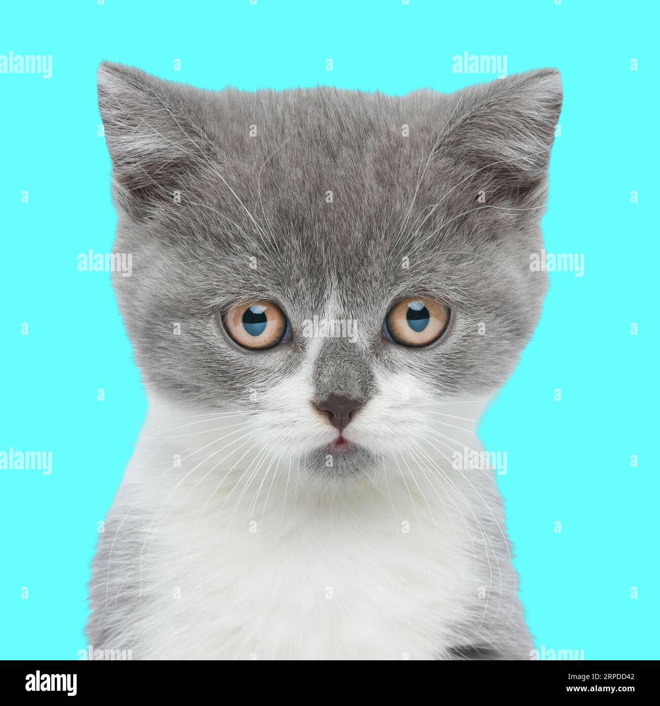 portrait de mignon petit chaton regardant vers l'avant et assis devant le fond bleu Banque D'Images