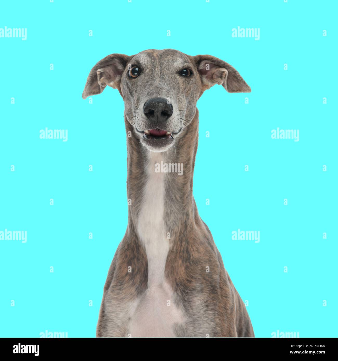 portrait de chiot lévrier mignon regardant vers l'avant et faisant un visage drôle tout en étant assis sur fond bleu Banque D'Images