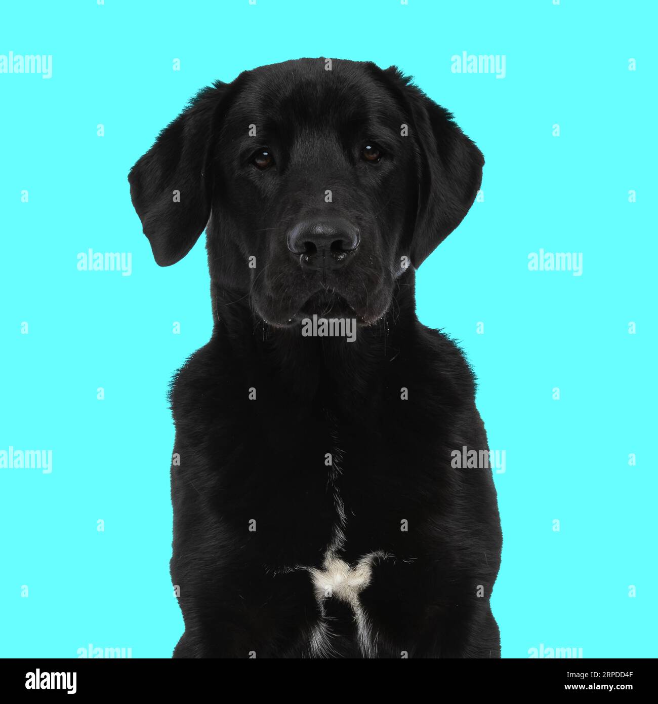 portrait de chien labrador retriever doux regardant vers l'avant et assis devant le fond bleu dans le studio Banque D'Images