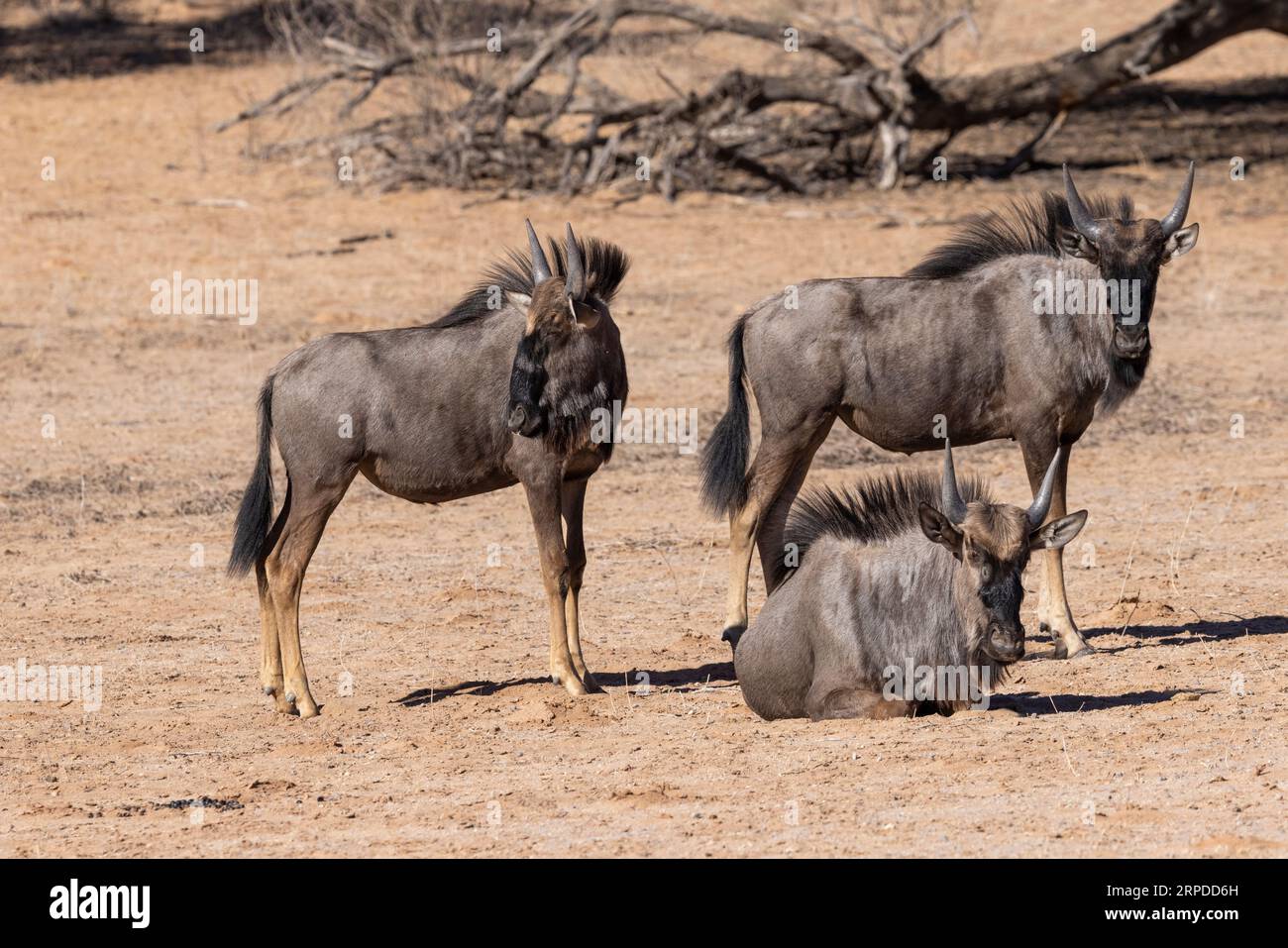 Un petit troupeau de gnous bleu également connu sous le nom de Connochaetes taurinus, profitant du soleil du parc national transfrontalier aride de Kgalagadi dans le sud Banque D'Images