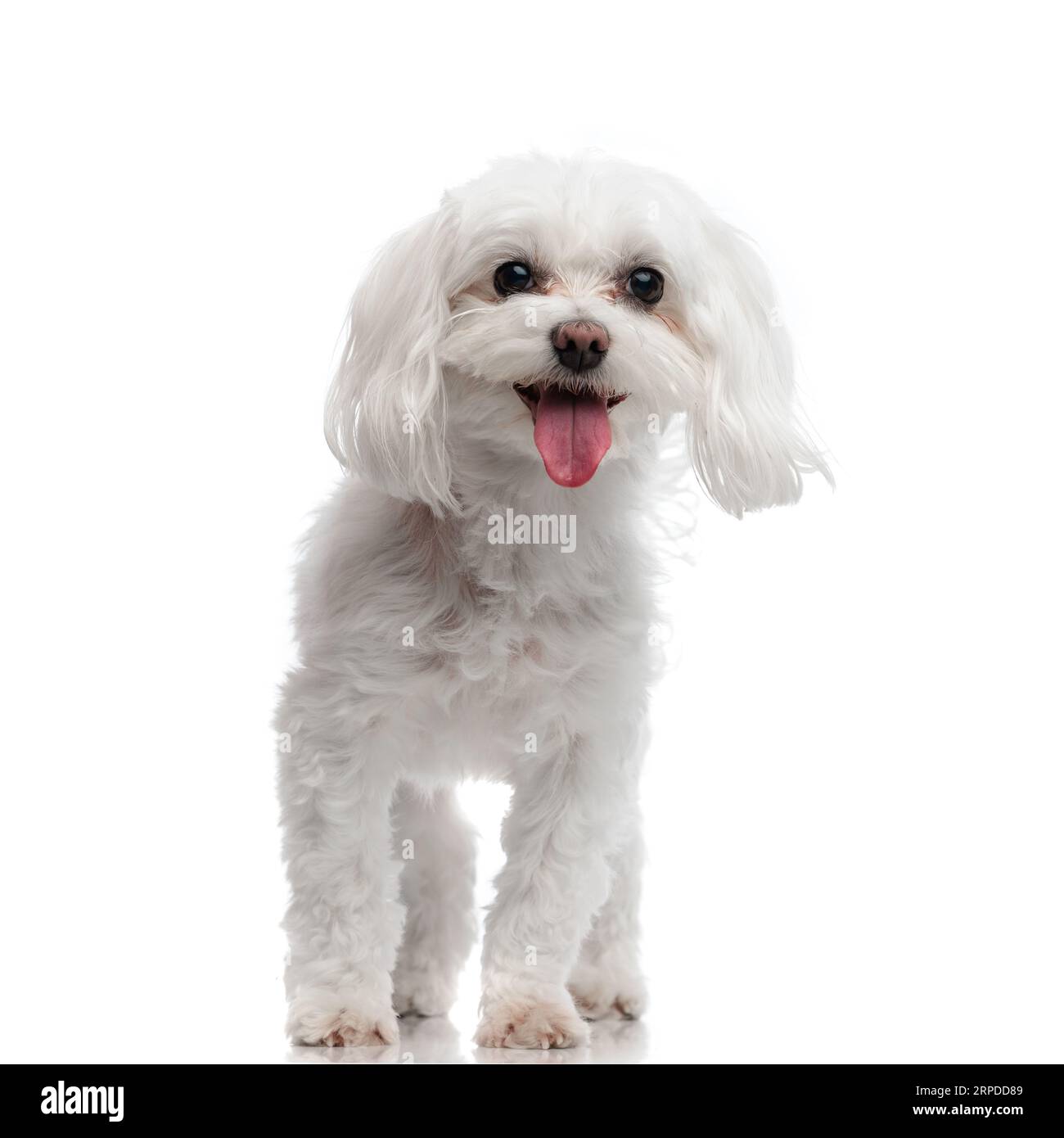 doux petit chiot bichon sortant de la langue et haletant tout en marchant devant le fond blanc dans le studio Banque D'Images