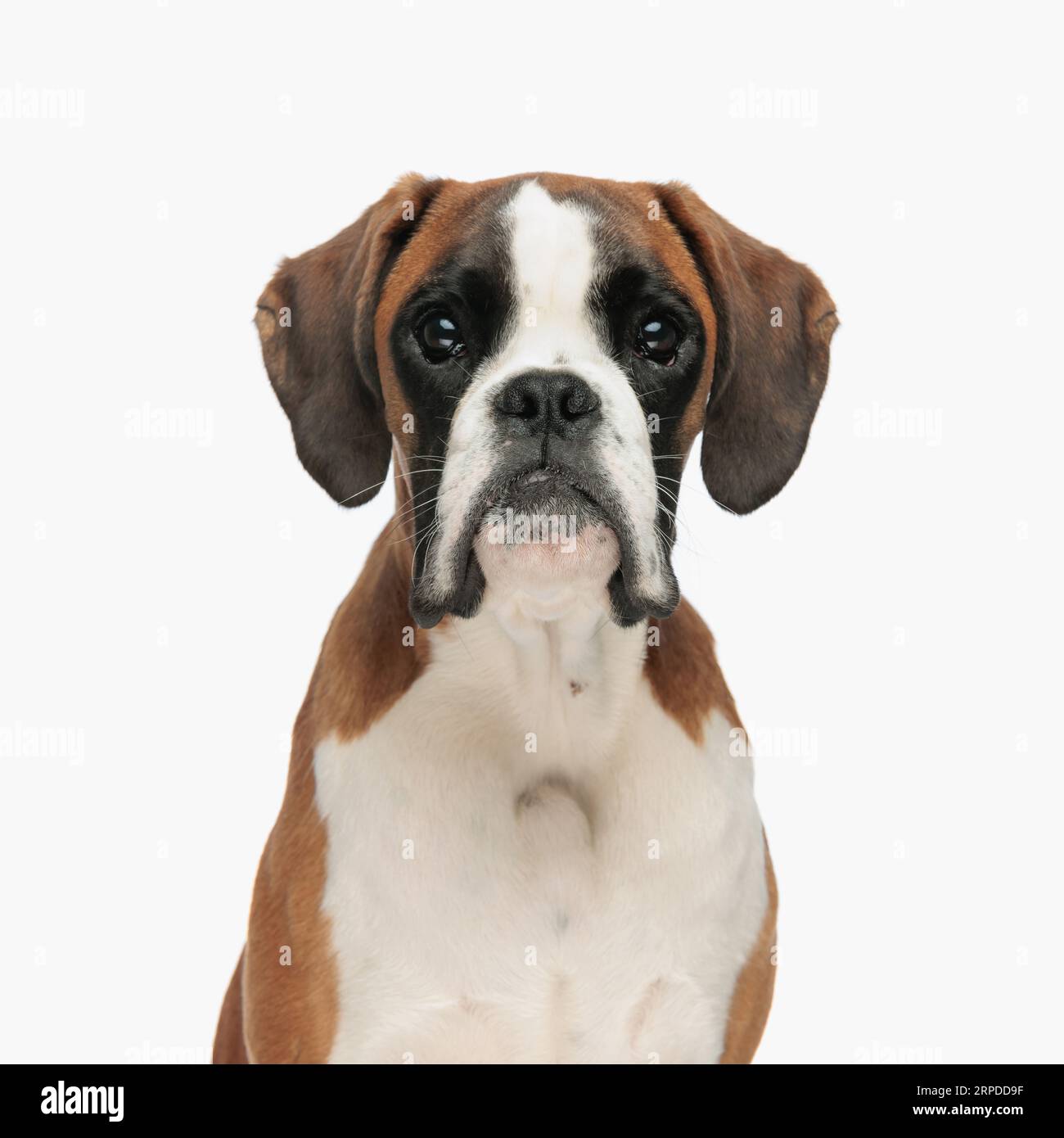 portrait de beau chiot boxer regardant vers l'avant et assis devant le fond blanc dans le studio Banque D'Images