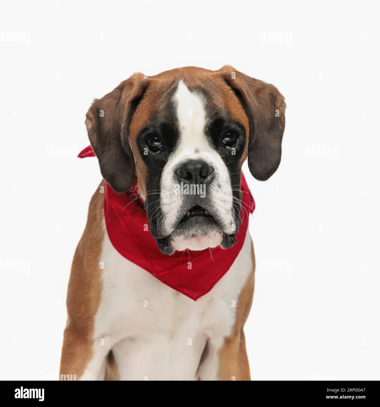 portrait de petit chien boxer choqué avec bandana rouge autour du cou regardant vers l'avant avec la bouche ouverte et assis sur fond blanc Banque D'Images