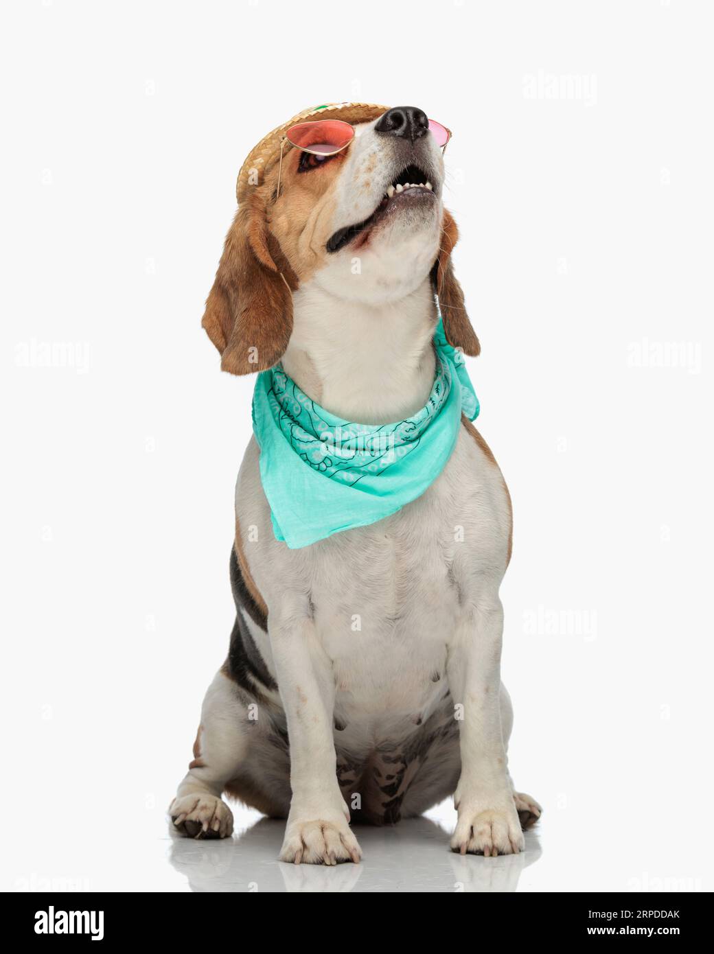 eager petit chien beagle avec chapeau et lunettes de soleil regardant vers le haut d'une manière curieuse, haletant tout en étant assis devant le fond blanc dans le studio Banque D'Images