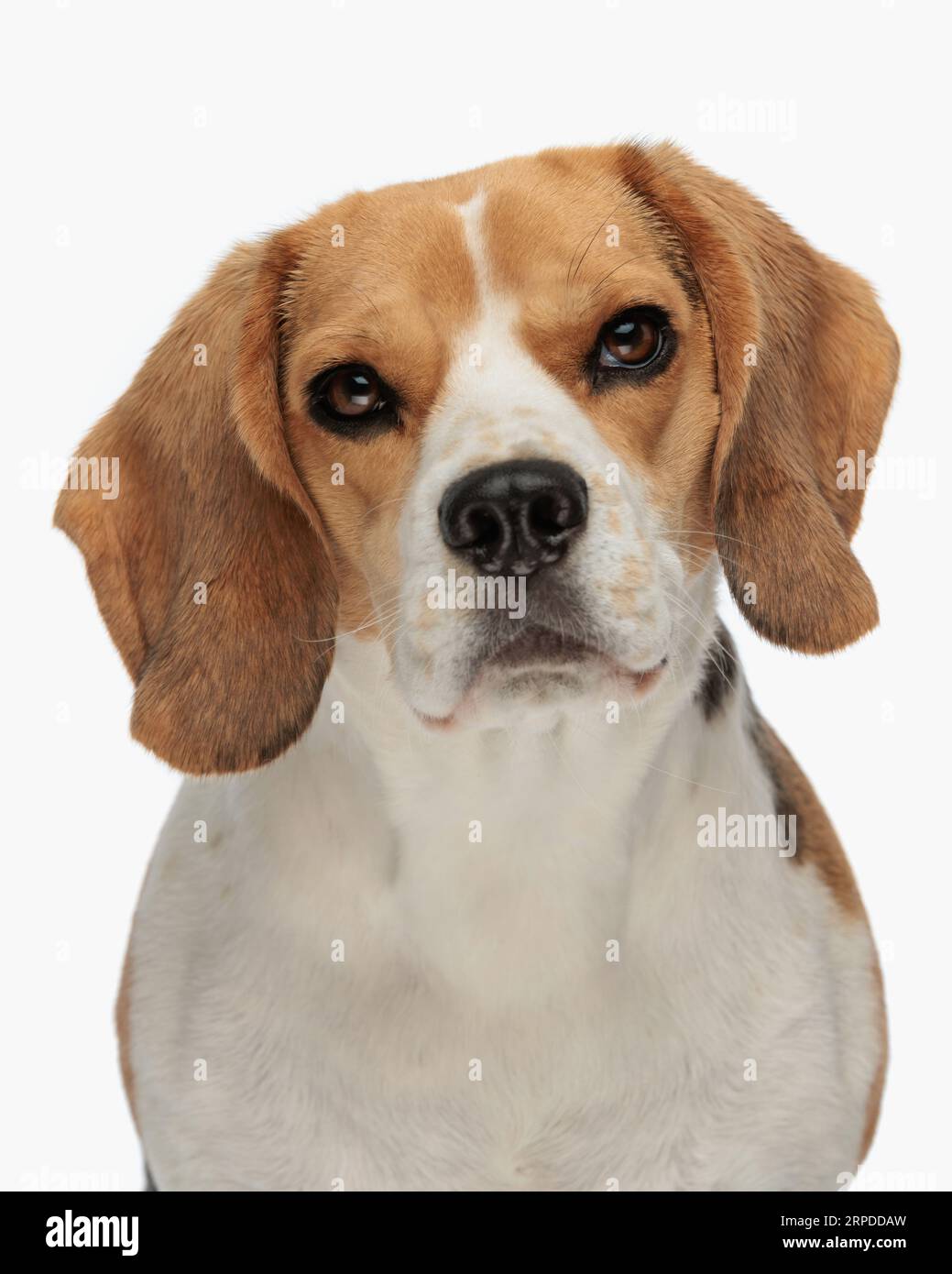 portrait d'adorable petit chiot beagle regardant vers l'avant et assis devant le fond blanc dans le studio Banque D'Images