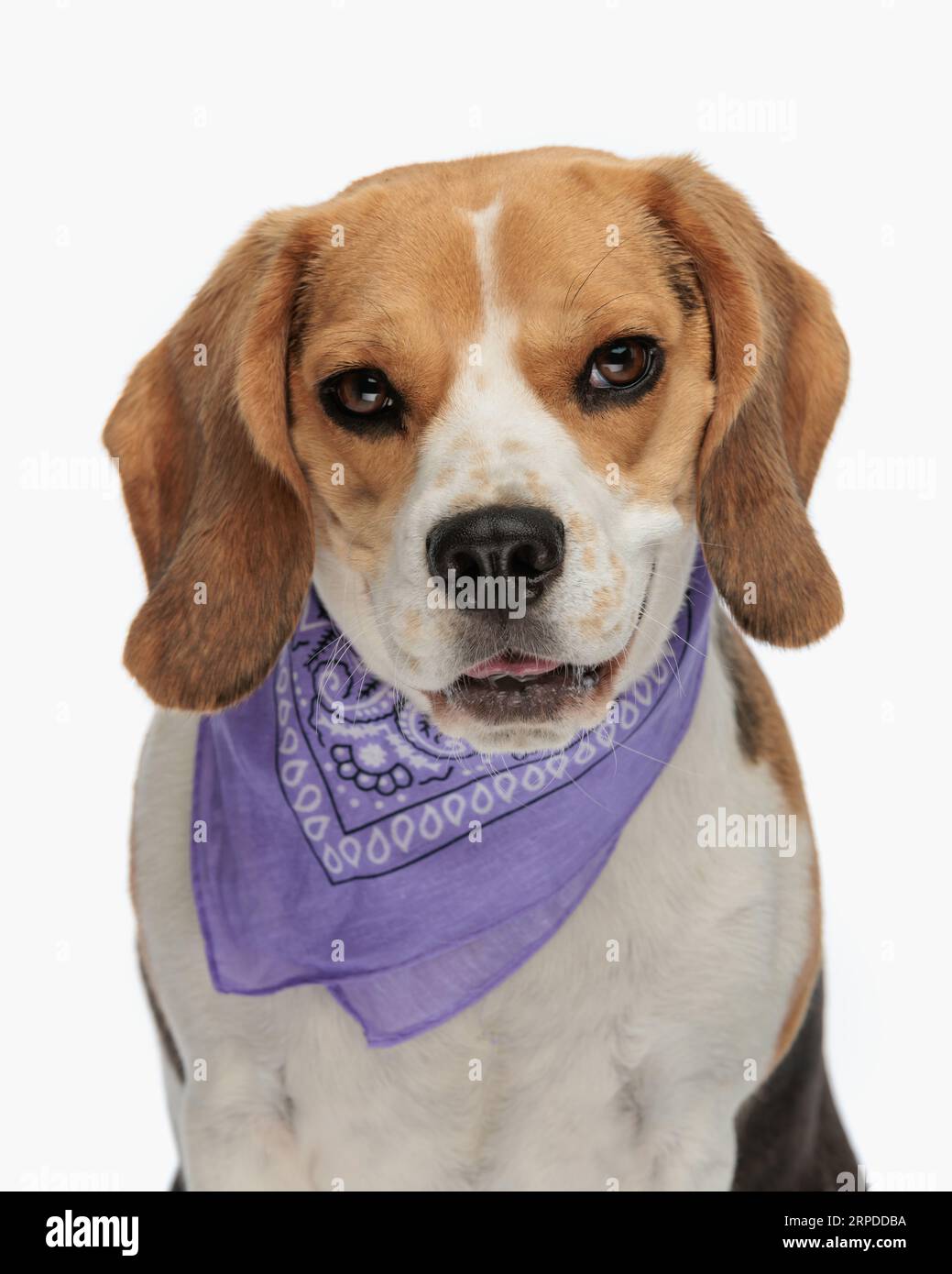 portrait de beagle mignon portant le bandana violet, regardant vers l'avant et haletant devant le fond blanc tout en étant assis dans le studio Banque D'Images