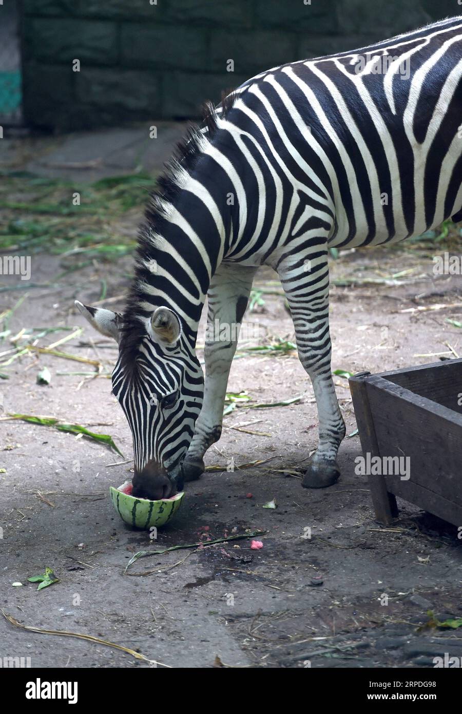 (190803) -- HANGZHOU, 3 août 2019 -- Un zèbre se nourrit d'une pastèque au zoo de Hangzhou à Hangzhou, province du Zhejiang de l'est de la Chine, 3 août 2019. Des mesures ont été prises par les gardiens de zoo ici pour aider les animaux à repousser la canicule estivale. ) CHINE-ZHEJIANG-HANGZHOU-ANIMAUX-ÉTÉ (CN) HANXCHUANHAO PUBLICATIONXNOTXINXCHN Banque D'Images