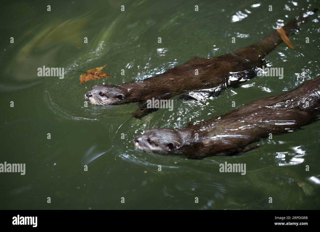 (190804) -- BEIJING, 4 août 2019 -- deux loutres asiatiques à pattes petites nagent dans un étang du zoo de Hangzhou à Hangzhou, province du Zhejiang dans l'est de la Chine, 3 août 2019.) PHOTOS XINHUA DU JOUR HanxChuanhao PUBLICATIONxNOTxINxCHN Banque D'Images