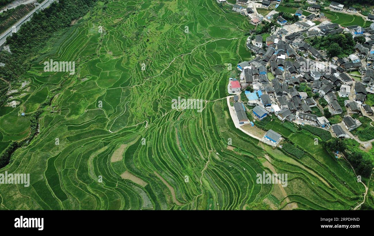 (190805) -- PÉKIN, 5 août 2019 -- une photo aérienne prise le 1 juillet 2019 montre des paysages des champs en terrasses de Gaoyao dans le canton de Longquan du comté de Danzhai, dans le sud-ouest de la Chine, dans la province du Guizhou. Guizhou, une province enclavée dans le sud-ouest de la Chine, se vante de grandes zones montagneuses et collines, qui représentent 92,5 pour cent du total de la province. En tant que zone pilote de civilisation écologique nationale, Guizhou s’est engagé ces dernières années à se développer en une destination touristique du tourisme de montagne à connaître dans le monde entier. Le développement vert est devenu une carte de visite pour Guizhou, qui Banque D'Images