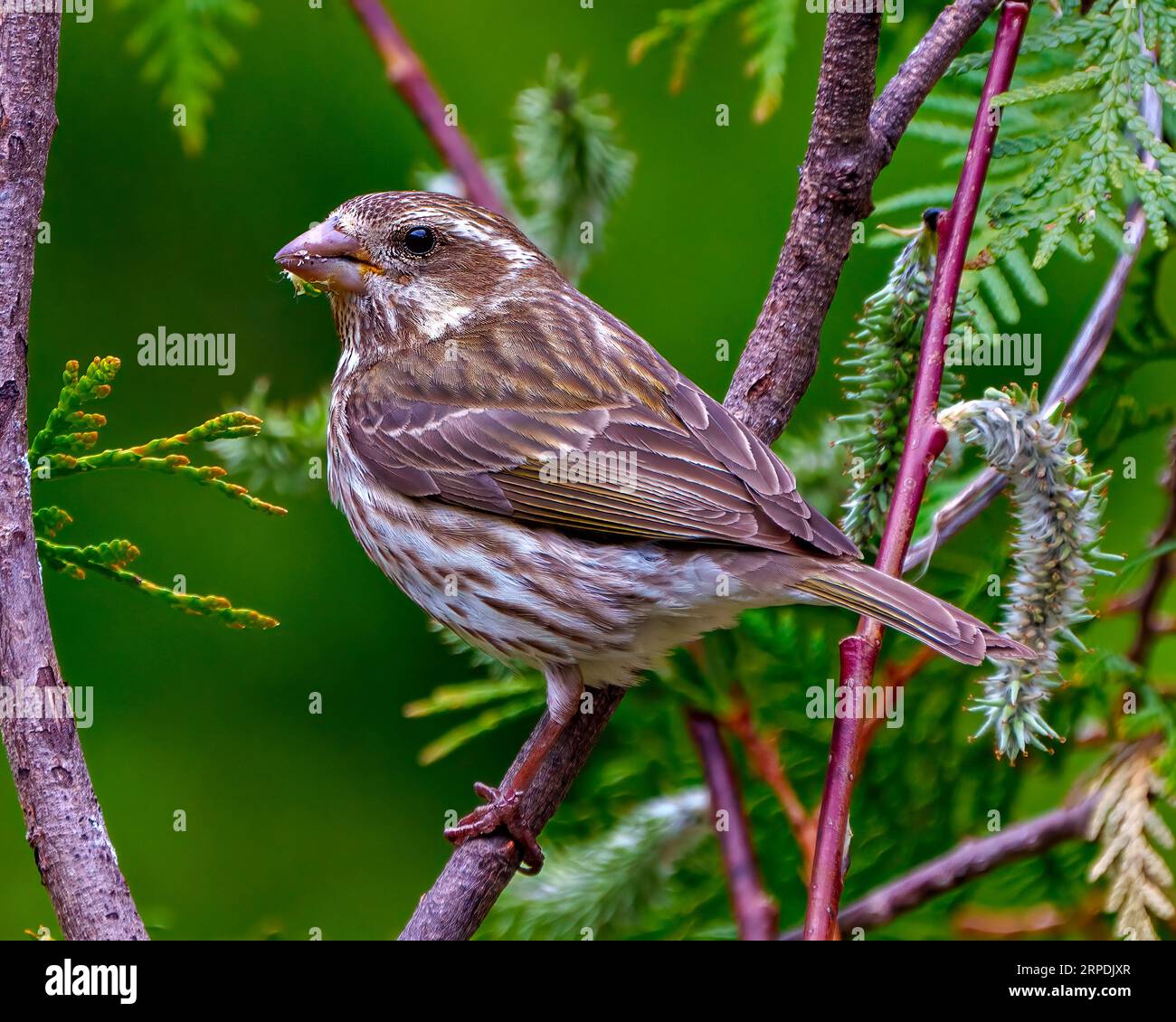 Vue de côté de la femelle Grosbeak à bouts roses perchée sur une branche avec fond d'arbre de conifères dans son environnement et habitat environnant. Banque D'Images