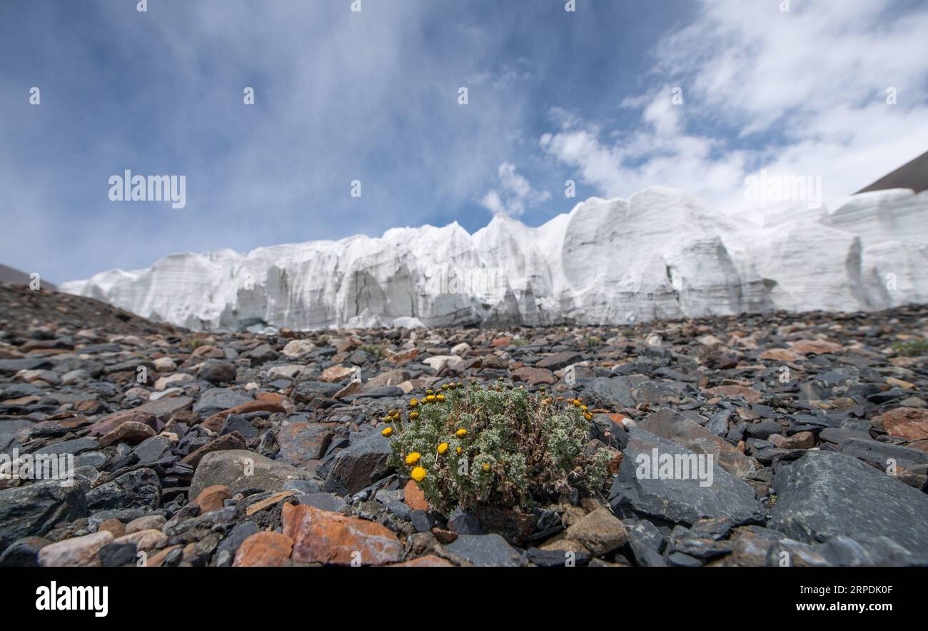 (190806) -- NGARI, 6 août 2019 -- une photo prise le 4 août 2019 montre les fleurs au pied d'un glacier dans le comté de Rutog de la préfecture de Ngari, dans la région autonome du Tibet du sud-ouest de la Chine. Jigme Dorje) CHINA-TIBET-GLACIER-SCENERY(CN) JinxMeiduoji PUBLICATIONxNOTxINxCHN Banque D'Images