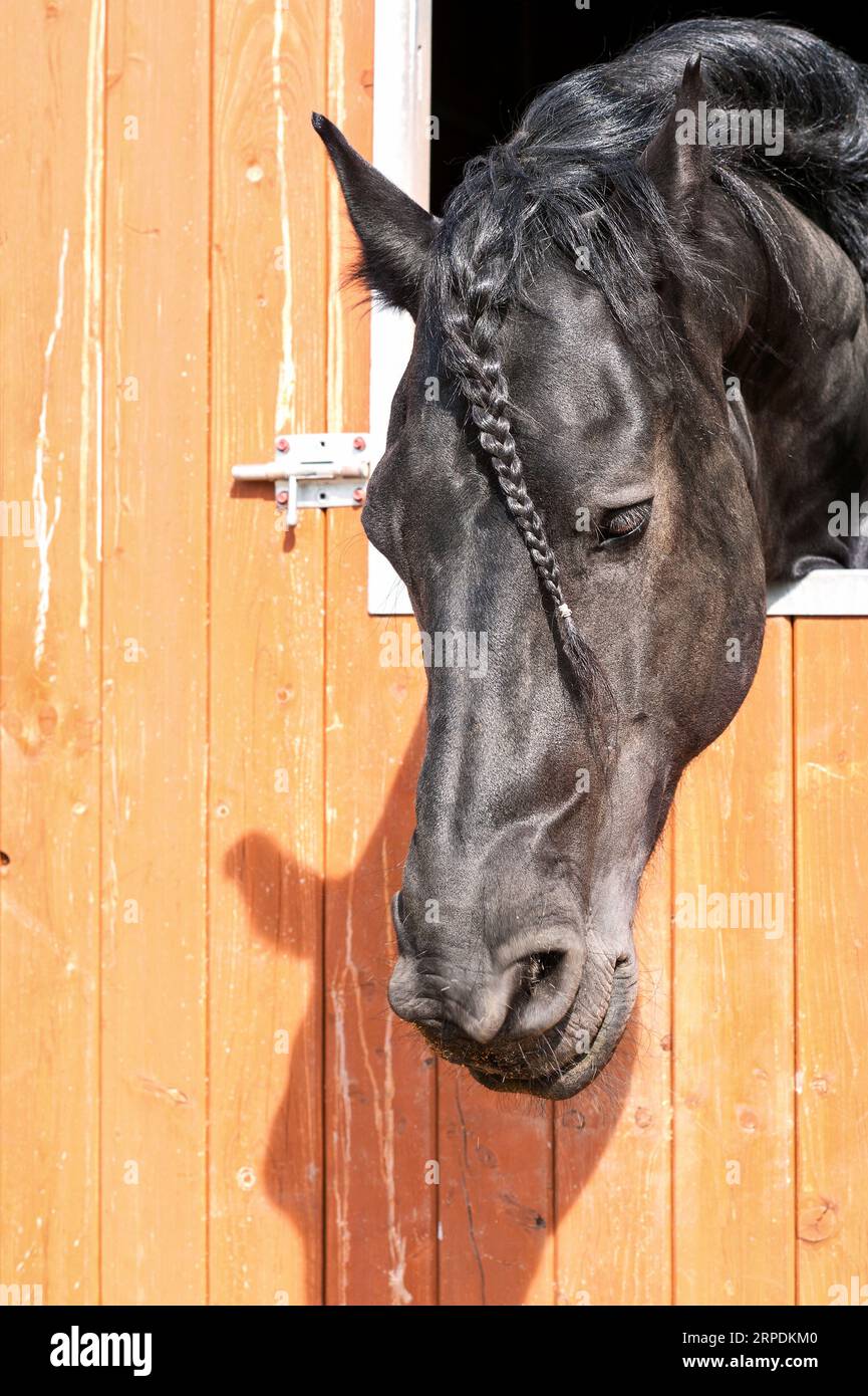 Portrait de cheval frison noir tressé de race pure. Image verticale multicolore d'été en plein air. Banque D'Images