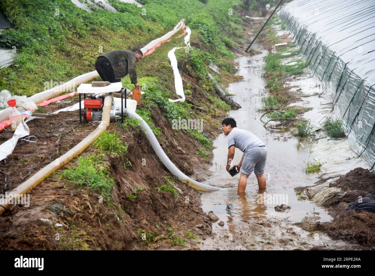 (190812) -- SHOUGUANG, 12 août 2019 -- des agriculteurs se débarrassent de l'eau d'une serre inondée à la suite du typhon Lekima dans le village de Dongfangxi, dans le canton de Jitai, à Shouguang, dans la province du Shandong de l'est de la Chine, le 12 août 2019. Les eaux de crue ont inondé 18 000 serres de légumes à Shouguang, une importante base de production de légumes en Chine, après que le typhon Lekima y eut fait des ravages avec des pluies torrentielles et de forts coups de vent.) CHINA-SHANDONG-SHOUGUANG-TYPHOON-FLOOD-AFTERMATH (CN) WANGXKAI PUBLICATIONXNOTXINXCHN Banque D'Images