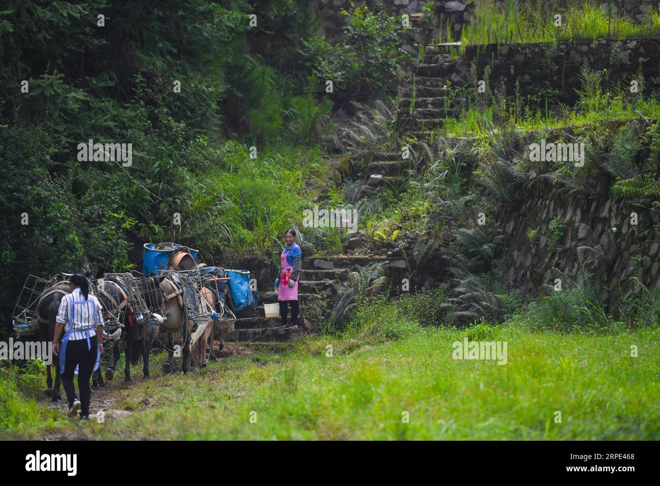 (190817) -- XINGGUO, 17 août 2019 -- Une caravane de chevaux est sur le chemin du retour dans le comté de Xingguo, dans la province de Jiangxi, dans l'est de la Chine, le 16 août 2019. La caravane à chevaux de Yu a récemment assumé la responsabilité de transporter des matériaux de construction de base à Xingguo vers un site d'effondrement d'un projet de gazoduc transportant du gaz naturel d'ouest en est dans le pays. Le groupe de convoyage est composé de 10 personnes et de 22 chevaux et mules. Ils jouent un rôle central dans le travail car ils ont transporté ces matériaux vers les collines où les machines modernes ne peuvent pas atteindre. CHINE-JIANGXI-XINGGUO-TRANSPORT DE PIERRE (CN) HUXCHENHUAN PUBLICATIONXNO Banque D'Images