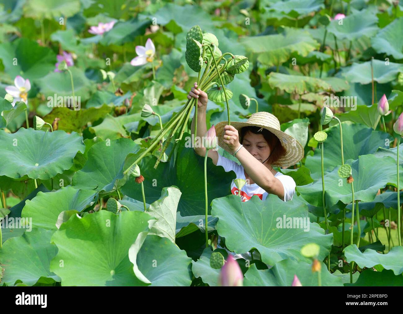 (190824) -- LUZHAI, 24 août 2019 -- Un villageois récolte des gousses de graines de lotus dans le village de Dazhao, dans le canton de Zhongdu, dans le comté de Luzhai, dans la région autonome de Guangxi Zhuang, dans le sud de la Chine, le 23 août 2019. Le comté de Luzhai avait l'intention d'augmenter les revenus de la population locale en développant le tourisme lié au lotus. CHINA-GUANGXI-LOTUS-POVERTY ALLÈGEMENT (CN) HUANGXXIAOBANG PUBLICATIONXNOTXINXCHN Banque D'Images