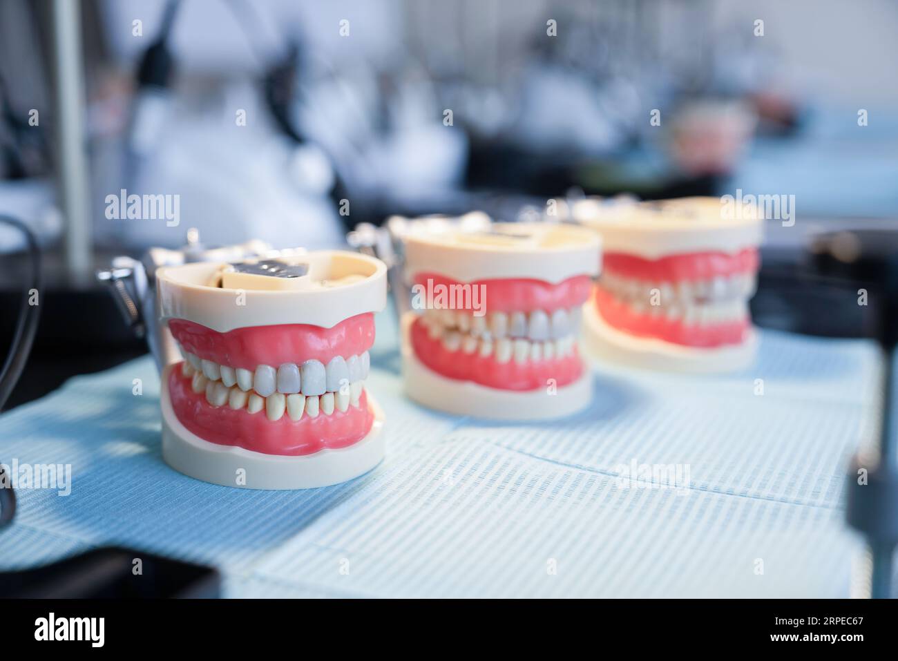Modèles de la mâchoire humaine pour l'enseignement des dentistes, Banque D'Images