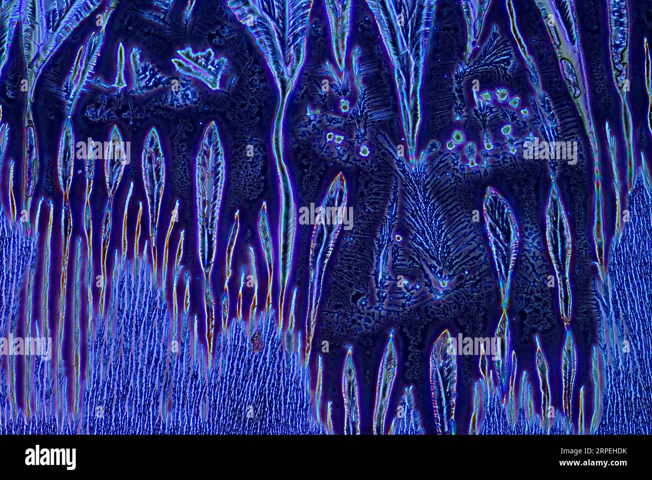 L'image présente une sauce de soja cristallisée photographiée au microscope en lumière polarisée et en contraste de phase à un grossissement de 100X. Banque D'Images