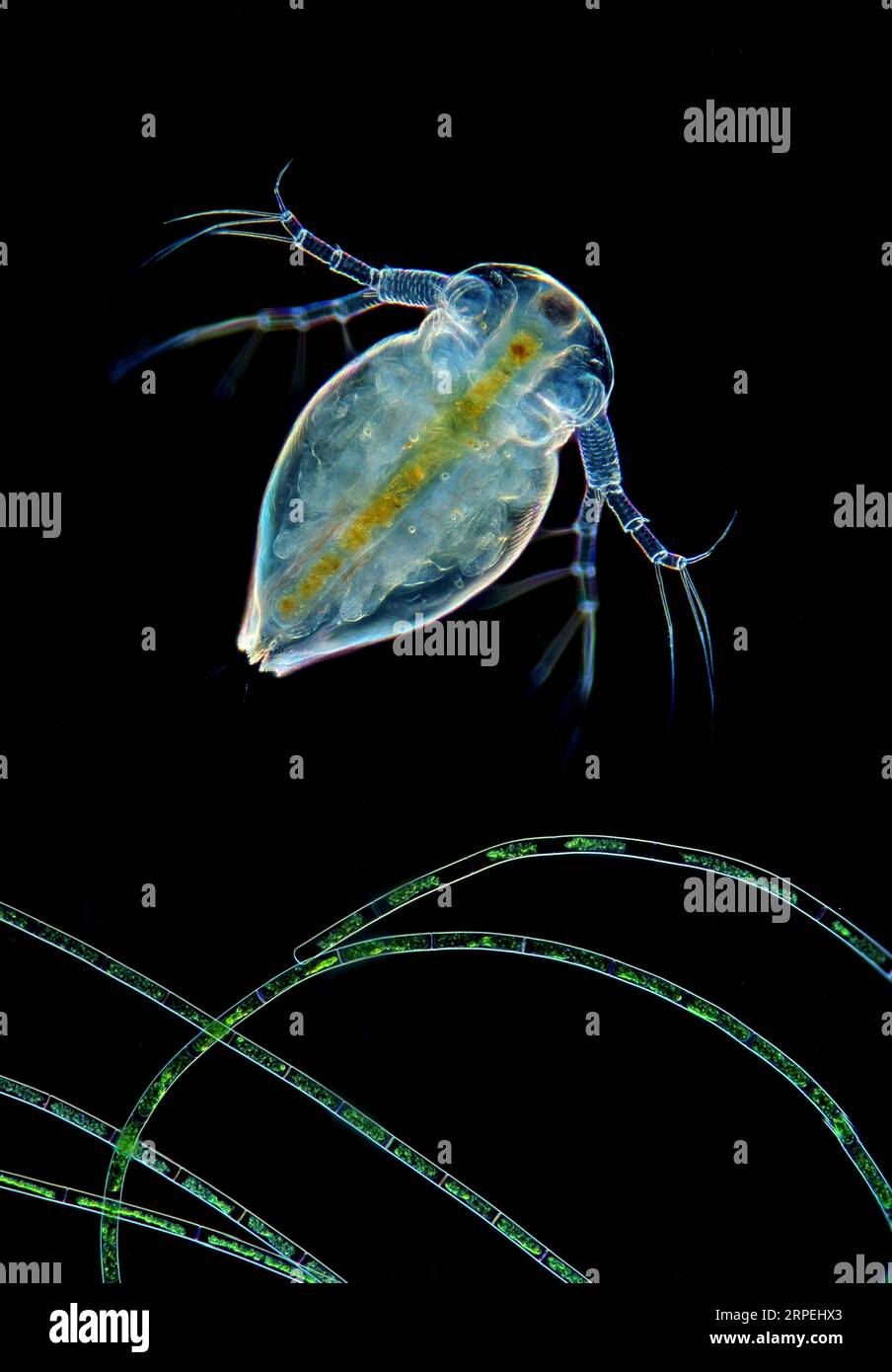 L'image présente le cladocère en vue frontale rare au-dessus des algues filamntes photographiées au microscope en lumière polarisée et en champ sombre à A. Banque D'Images