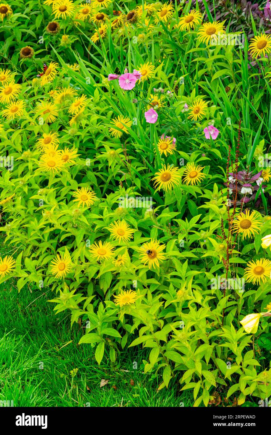 Fleurs d'été dans les bordures de jardin à How Hill House près de Ludham dans le Norfolk Broads National Park Angleterre Royaume-Uni. Banque D'Images