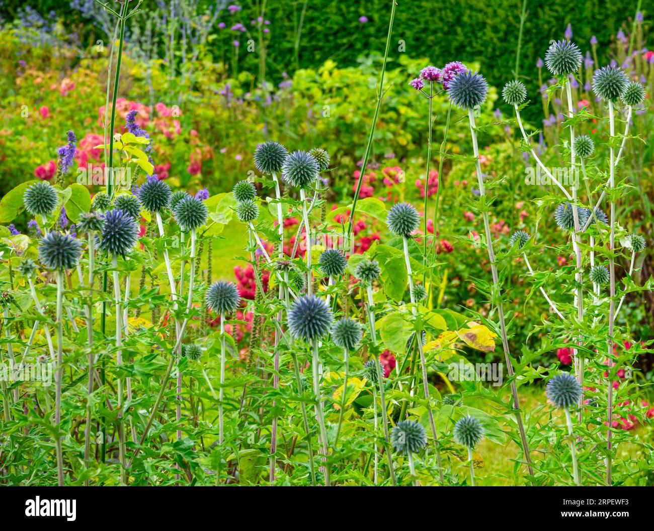 Fleurs d'été dans les bordures de jardin à How Hill House près de Ludham dans le Norfolk Broads National Park Angleterre Royaume-Uni. Banque D'Images