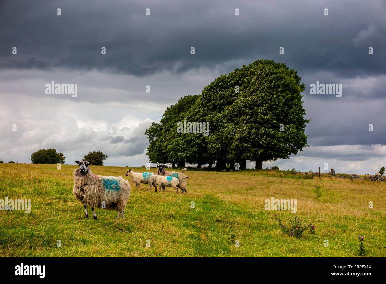 Moutons paissant sur Middleton Moor près de Wirksworth près de la High Peak Trail dans le Derbyshire Dales Peak District Angleterre ROYAUME-UNI Banque D'Images