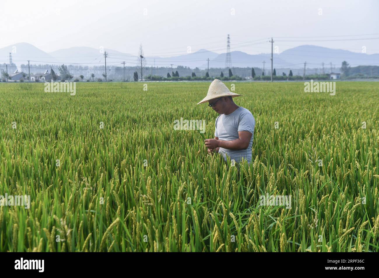 (190911) -- HANGZHOU, le 11 septembre 2019 -- Un agriculteur vérifie la croissance d'un champ de rizières dans la ville de Donglin, dans la ville de Huzhou, dans la province du Zhejiang de l'est de la Chine, le 11 septembre 2019. La ville de Donglin a développé un système de polyculture agricole afin d'obtenir de meilleurs avantages écologiques et économiques. ) CHINE-ZHEJIANG-HUZHOU-AGRICULTURE-POLYCULTURE (CN) XUXYU PUBLICATIONXNOTXINXCHN Banque D'Images