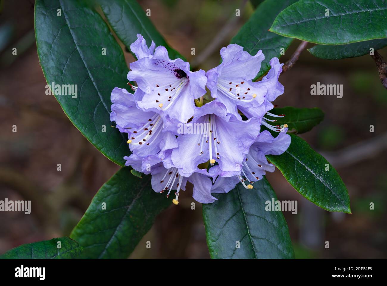 Gros plan de fleurs de rhododendrons bleues dans les jardins Finnerty, Victoria, Île de Vancouver, Colombie-Britannique, Canada. Banque D'Images