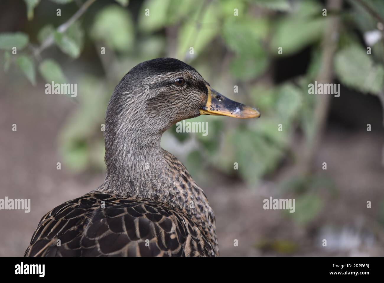 Gros plan tête et épaule, Portrait de profil droit d'un canard colvert femelle (Anas platyrhynchos) contre un fond vert feuillue flou, prise au Royaume-Uni Banque D'Images