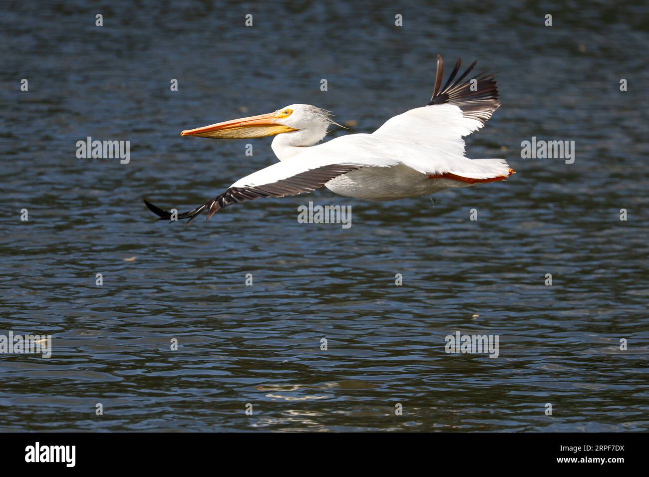 Pélican blanc (Pelecanus erythrorhynchos). Banque D'Images