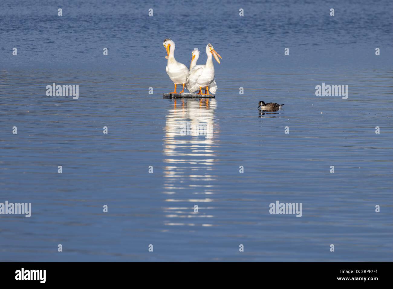 Les pélicans blancs d'Amérique (Pelecanus erythrorhynchos) partagent une petite perche dans l'eau. Banque D'Images