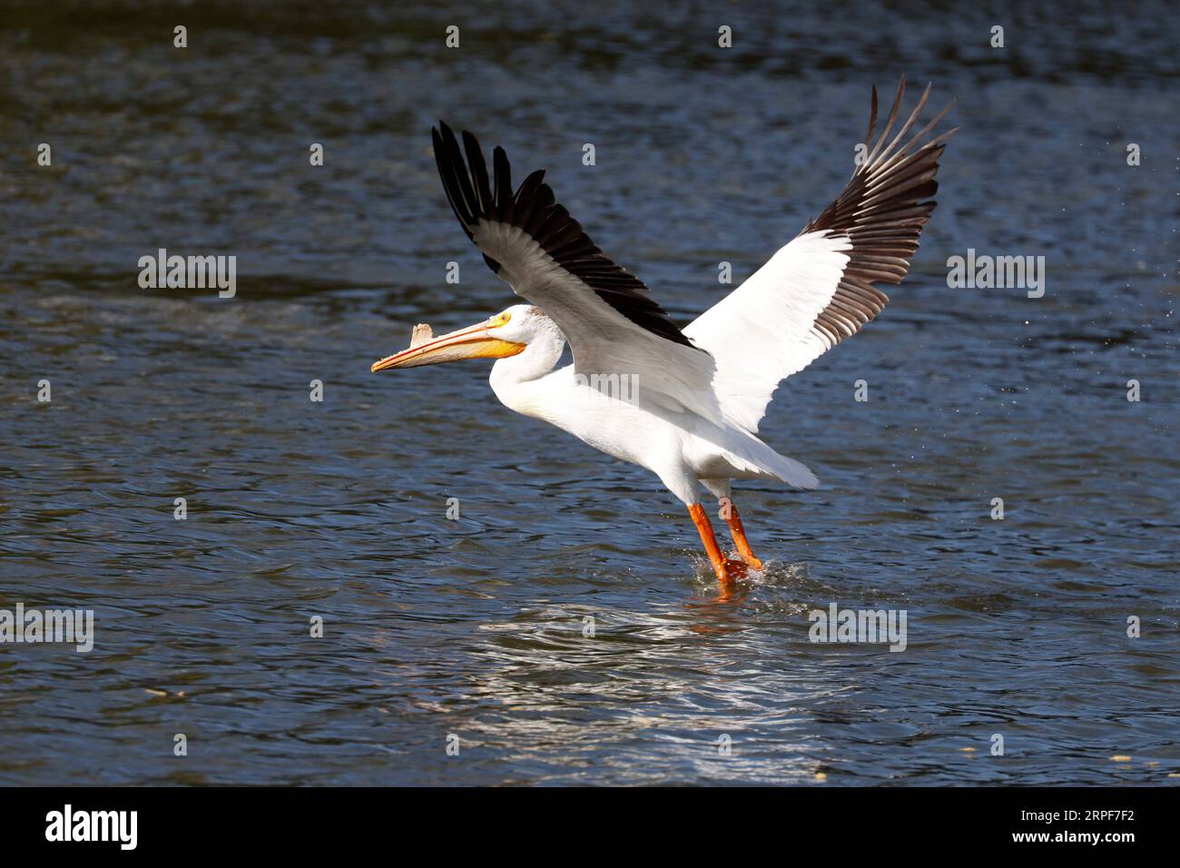 Pélican blanc (Pelecanus erythrorhynchos). Banque D'Images