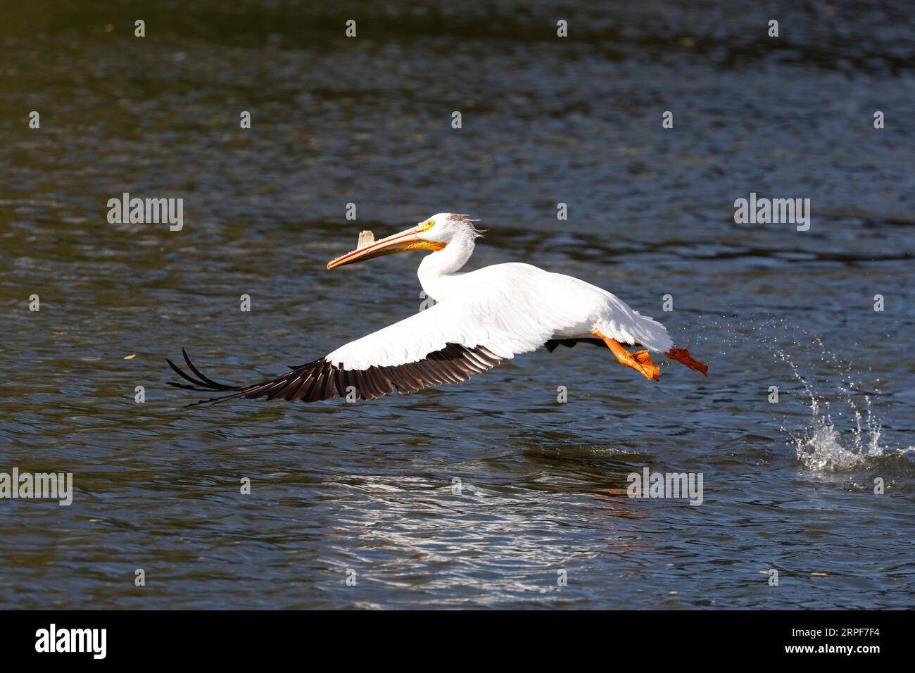 Pélican blanc (Pelecanus erythrorhynchos). Banque D'Images