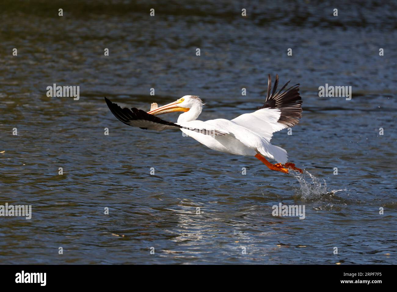 Pélican blanc (Pelecanus erythrorhynchos). Banque D'Images