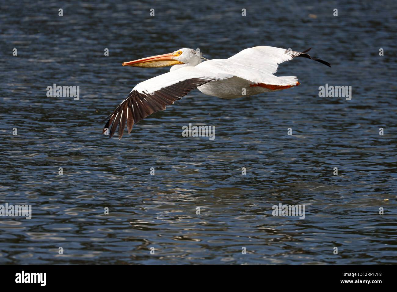 Pélican blanc (Pelecanus erythrorhynchos). Banque D'Images