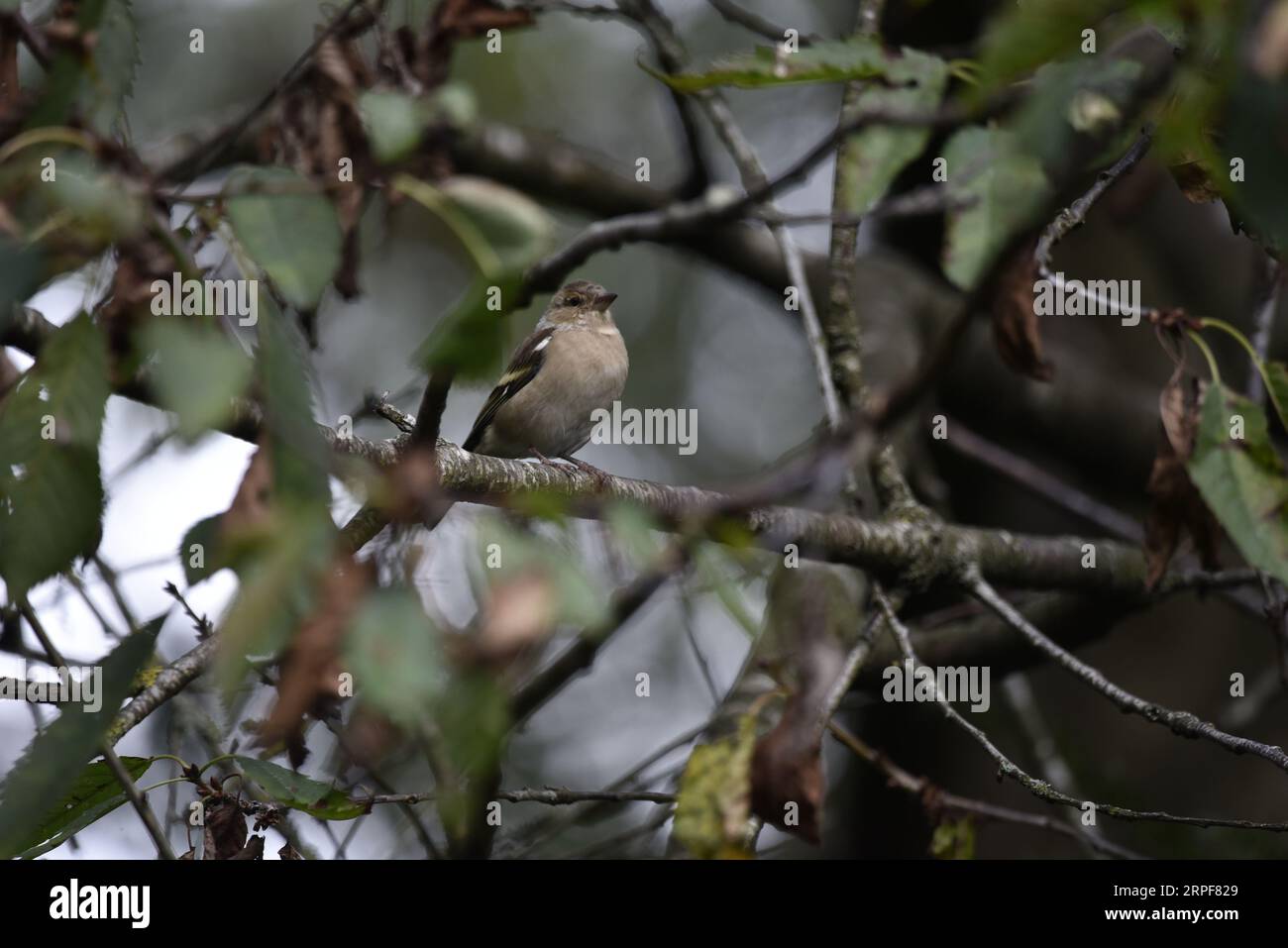 Moufle commune femelle (Fringilla coelebs) perchée dans un arbre sur une branche horizontale à gauche de l'image, encadrée par des feuilles, prise au Royaume-Uni en septembre Banque D'Images
