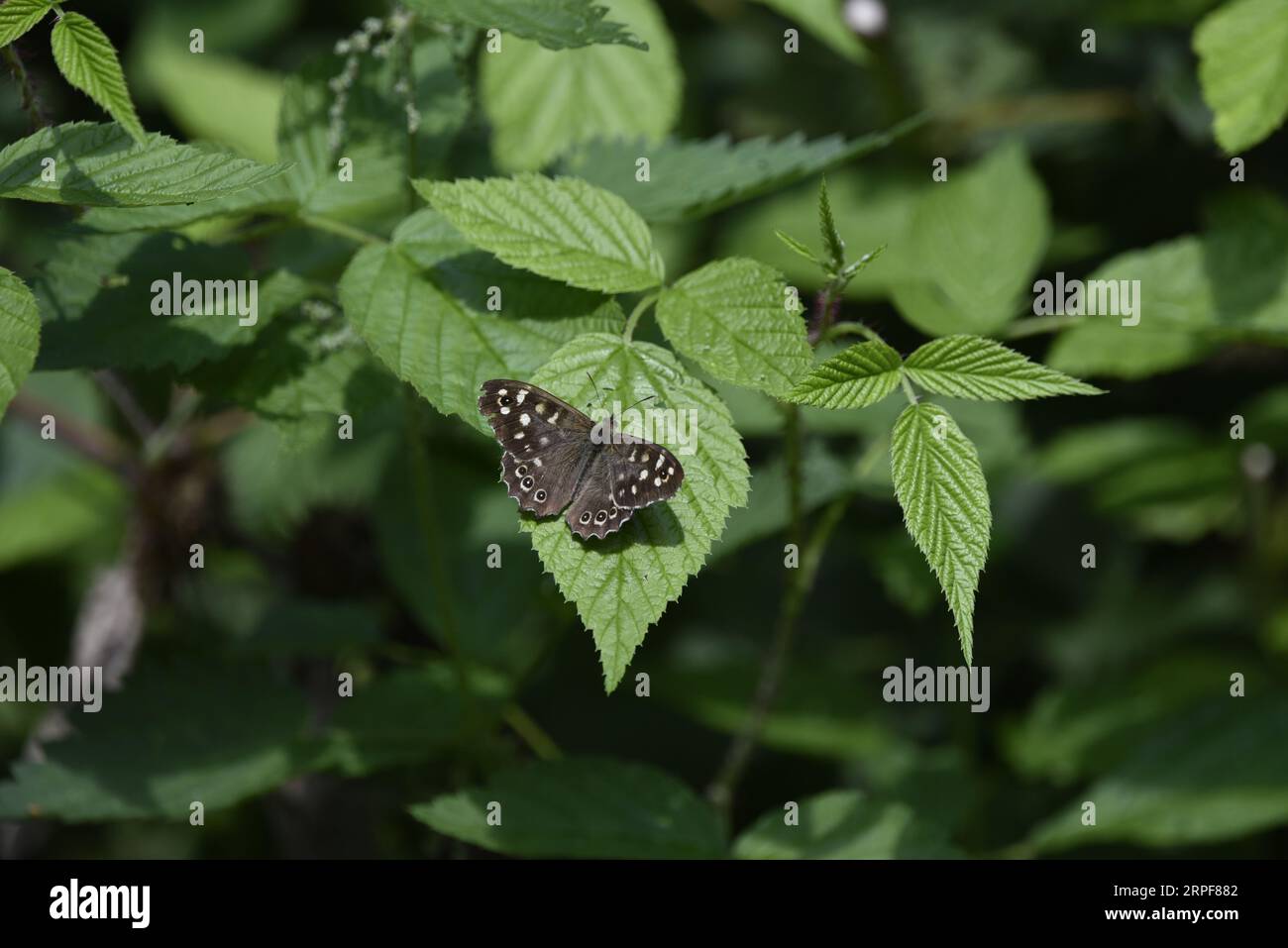 Image d'un papillon de bois moucheté (Pararge aegeria) vue d'en haut, avec des ailes ouvertes, face à une feuille d'ortie, prise au Royaume-Uni en septembre Banque D'Images