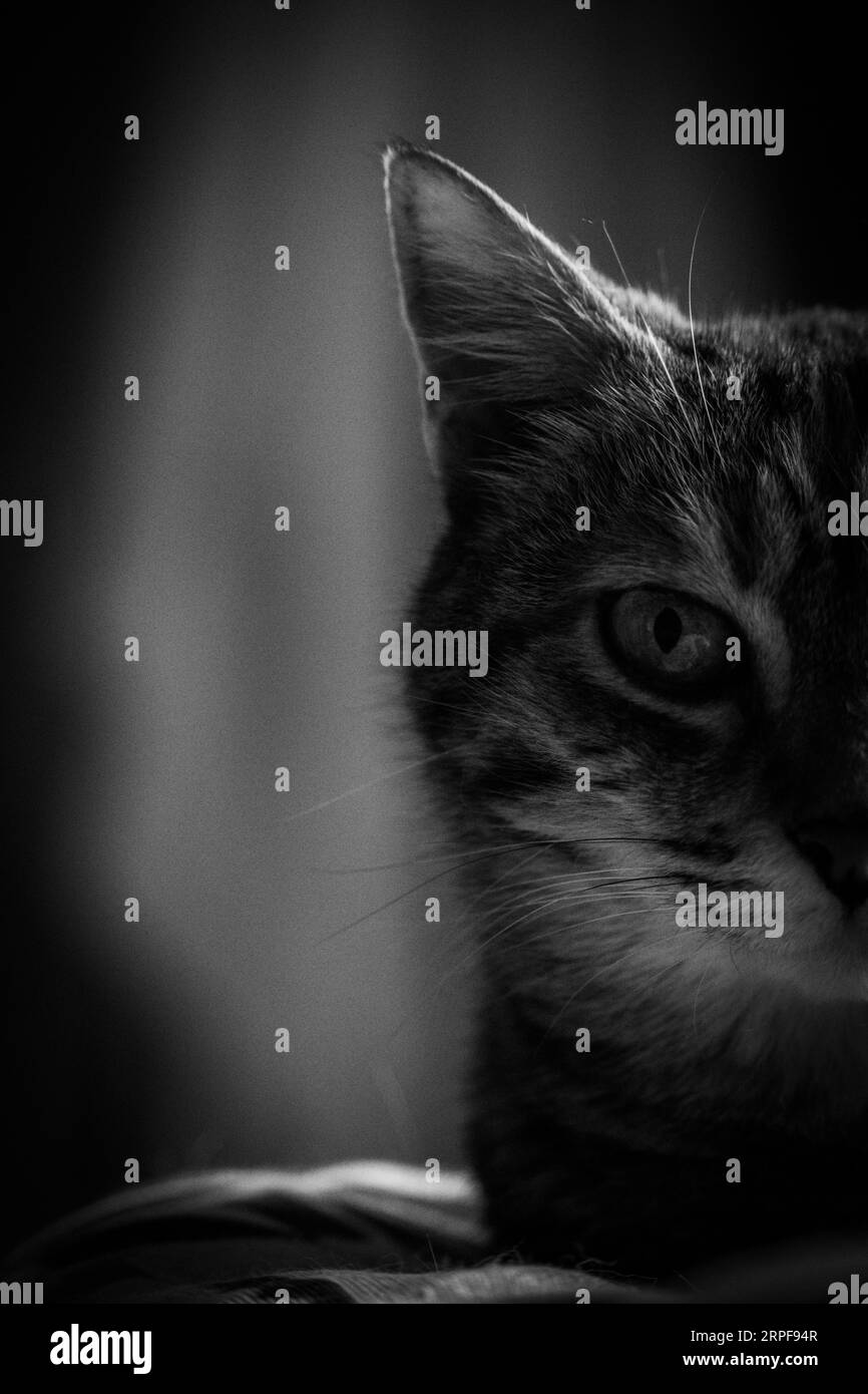 Demi portrait de chat n&b Banque D'Images