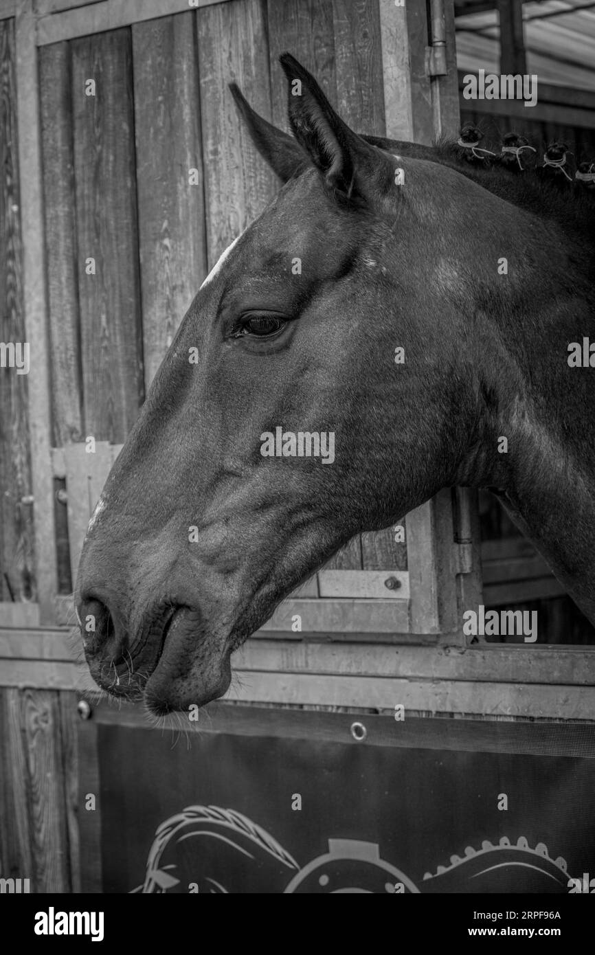 Portrait de cheval B&W Banque D'Images