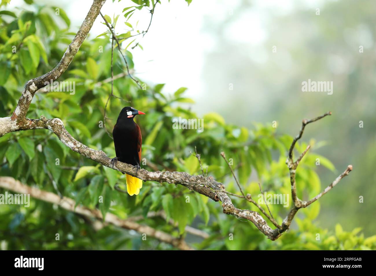 Montezuma Oropendola, Psarocolius montezuma, portrait d'oiseau du Costa Rica. Scène de la faune de la nature tropicale Banque D'Images