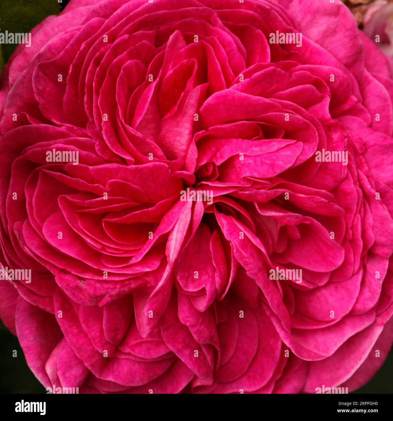 Fleur rose gros plan avec forme géométrique complexe et design. Banque D'Images