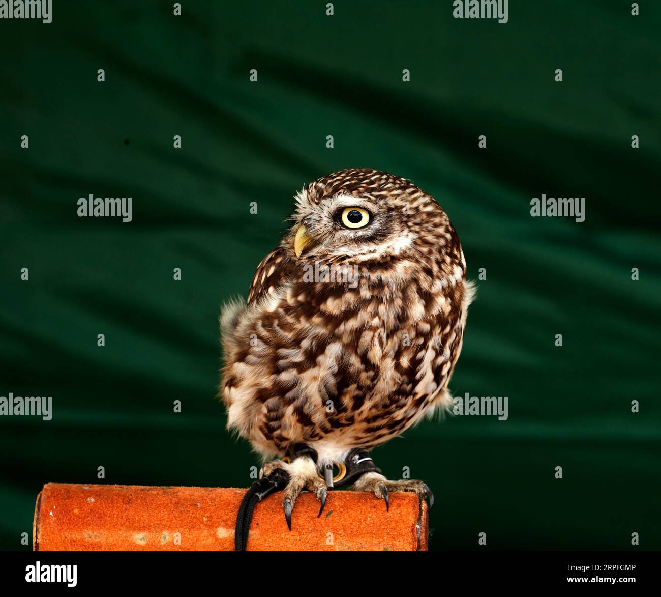 Un petit hibou (Athene noctua), également connu sous le nom de hibou d'Athéna ou hibou de Minerve. Banque D'Images