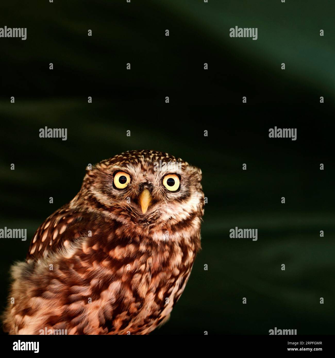 Un petit hibou (Athene noctua), également connu sous le nom de hibou d'Athéna ou hibou de Minerve. Banque D'Images