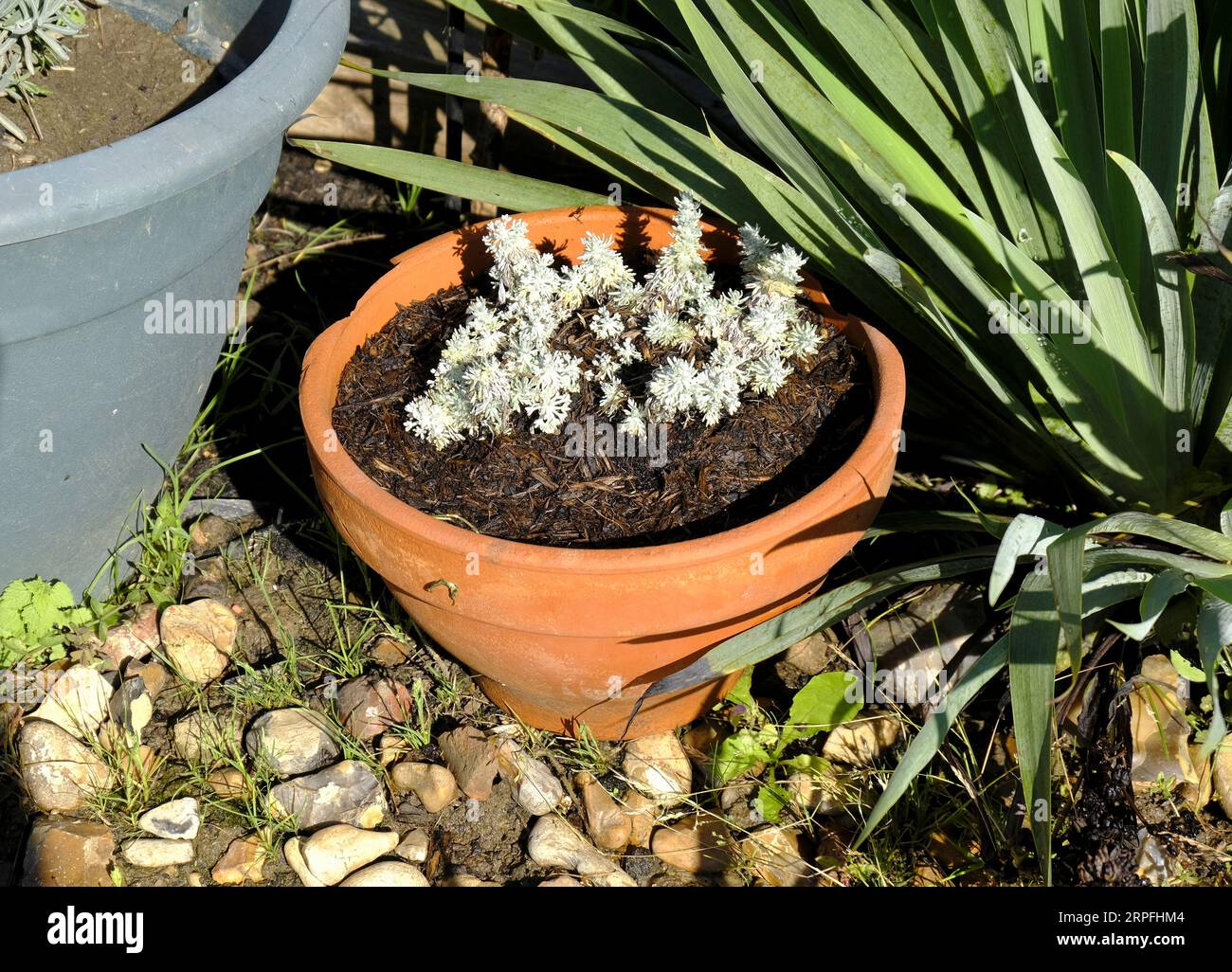 Artemisia schmidtiana 'Nana' poussant dans un pot en terre cuite à la fin de la saison estivale Banque D'Images