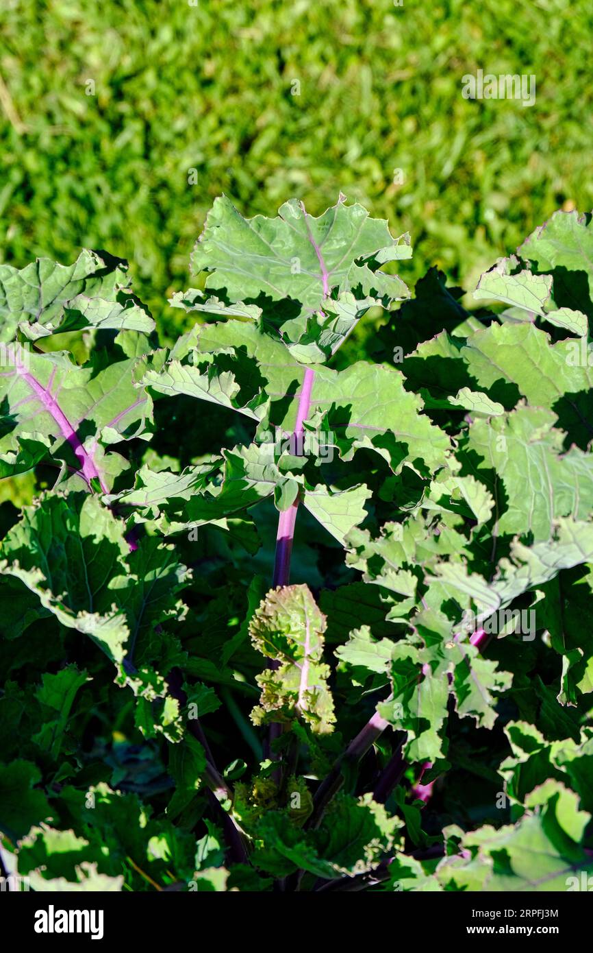 Kalettes poussant sur l'allotissement britannique à la fin de l'été Banque D'Images