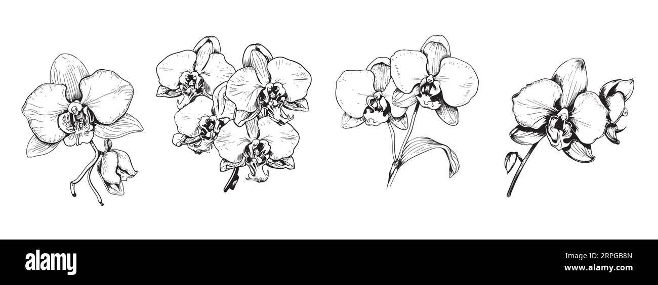 Esquisse d'ensemble d'orchidées dessinée à la main dans le style comique.Vector fleurs sauvages Illustration de Vecteur